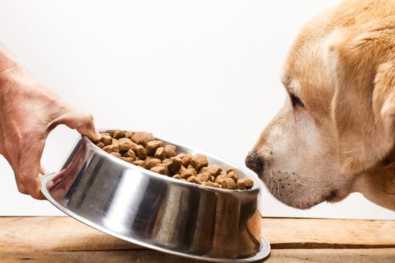 Alimentación de tu perro