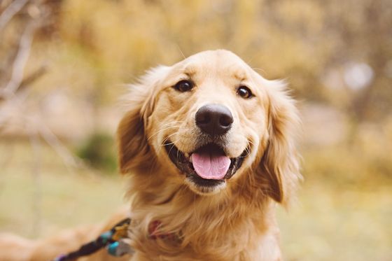 Golden Retriever Los animales que mantienen actitud de cachorros toda su vida