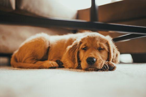 Golden Retriever otro de los perros más inteligentes del mundo