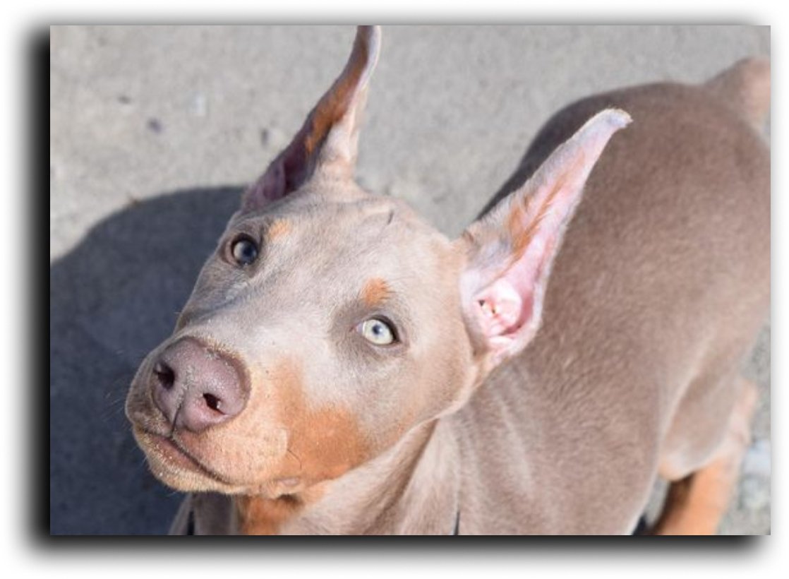 imagen de un perro doberman isabelino o fawn cachorro