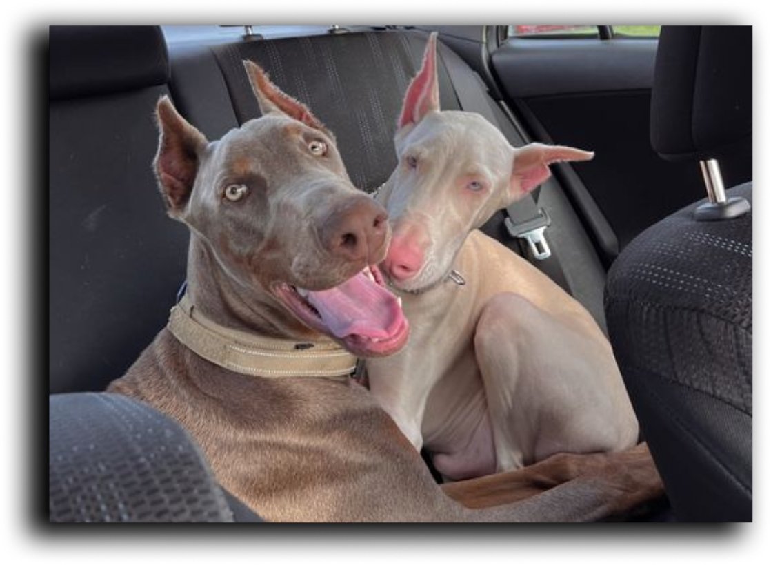 doberman fawn y doberman albino o blanco