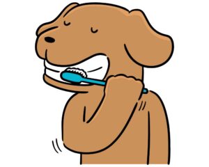 cepillar los dientes a tu can