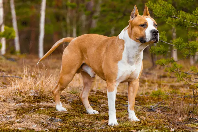 American Staffordshire Terrier excelente perro protector