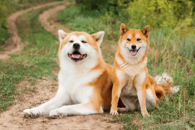 raza japonesa de perros de protección