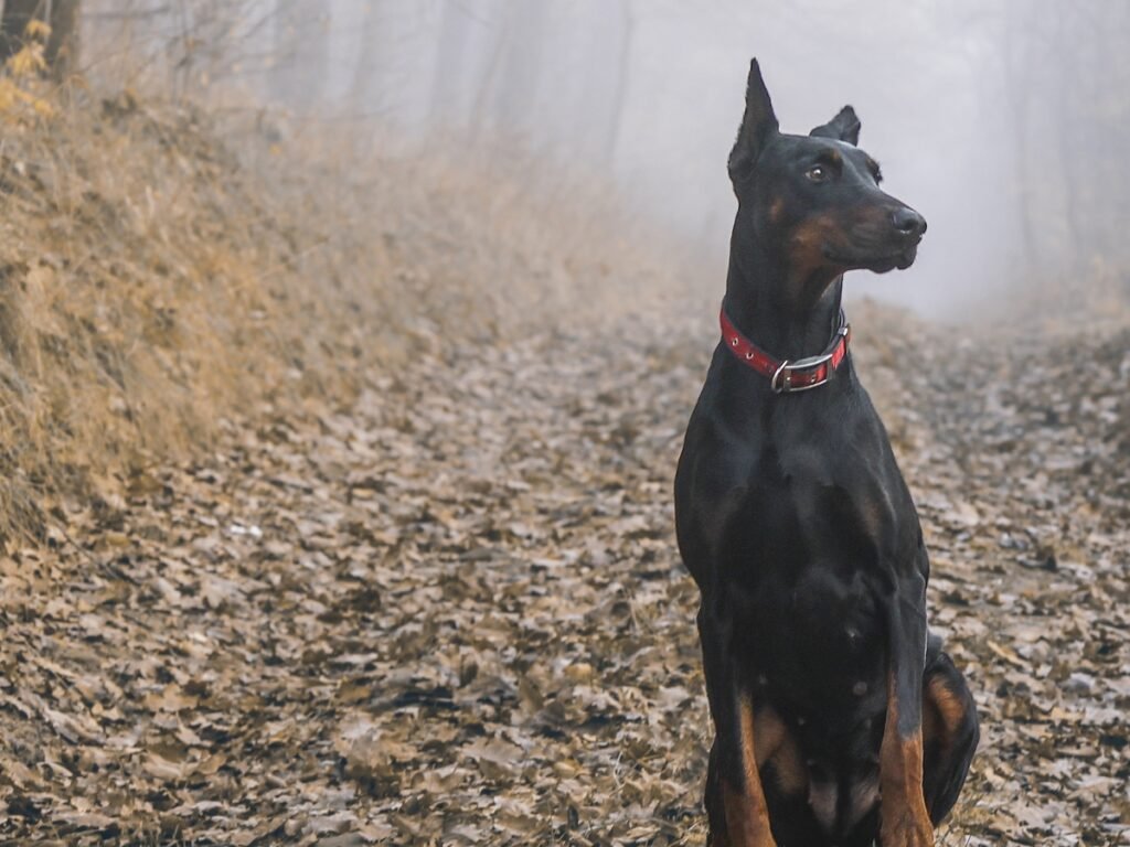 Akita una domerman hembra indecisa