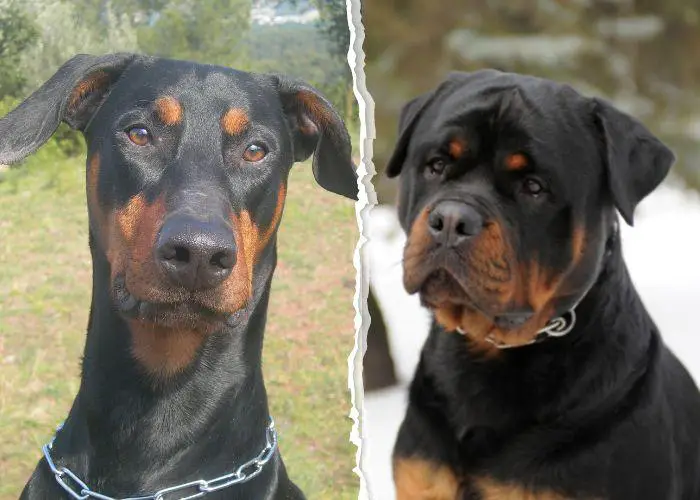 perros de guarda Rottweiler y Doberman