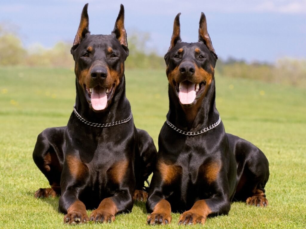 dos dobermans negro y fuego