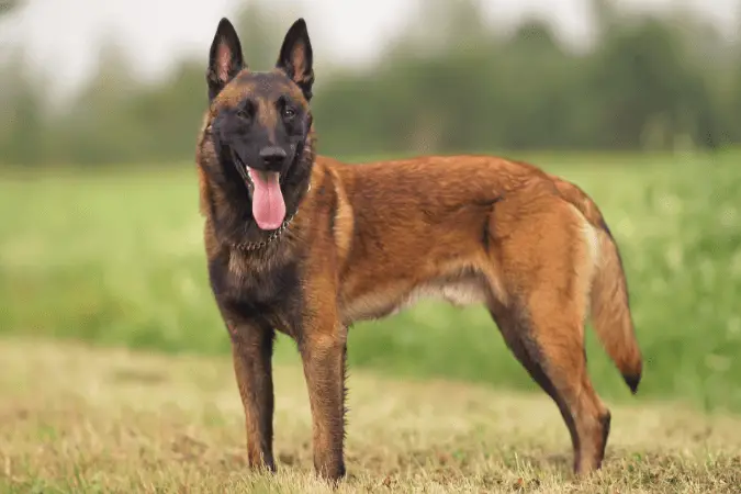 malinois los mejores perros de guarda y defensa y policias