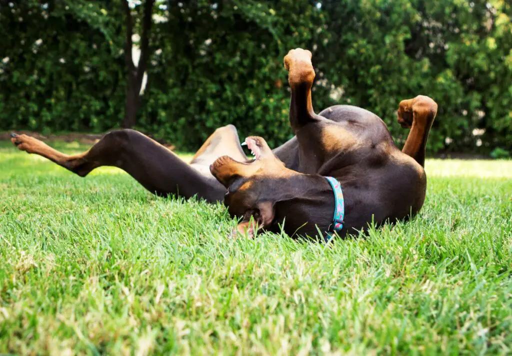 doberman que se rasca por problemas de piel