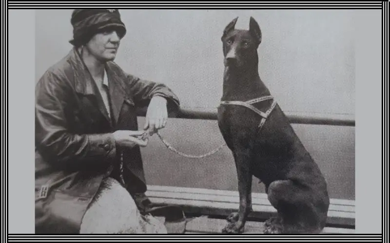 Primeros ejemplares Doberman utilizado para exposiciones de belleza canina