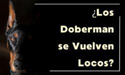 los doberman se vuelven locos