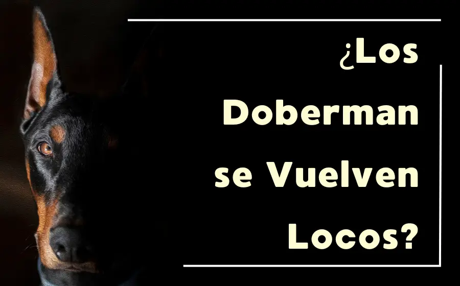 los doberman se vuelven locos