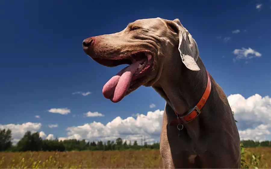 Doberman fawn, con `posibilidad de alopecia por dilucion del color