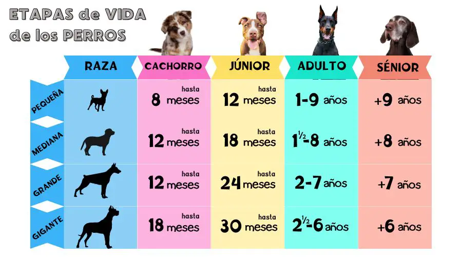 tabla de las etapas de vida de los perros para saber cuándo dar pienso para perros senior a tu mascota
