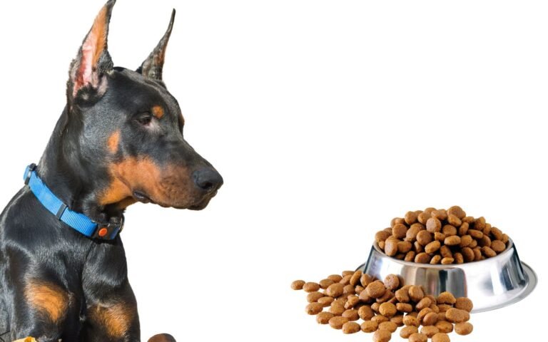 Alimentación Perro Doberman