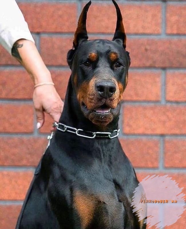 cuanto vale un cachorro doberman pura raza