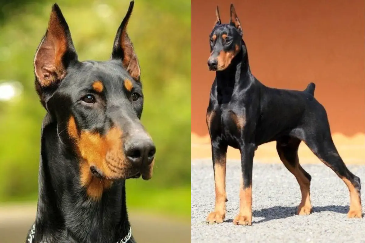 cuanto cuesta un doberman pinscher