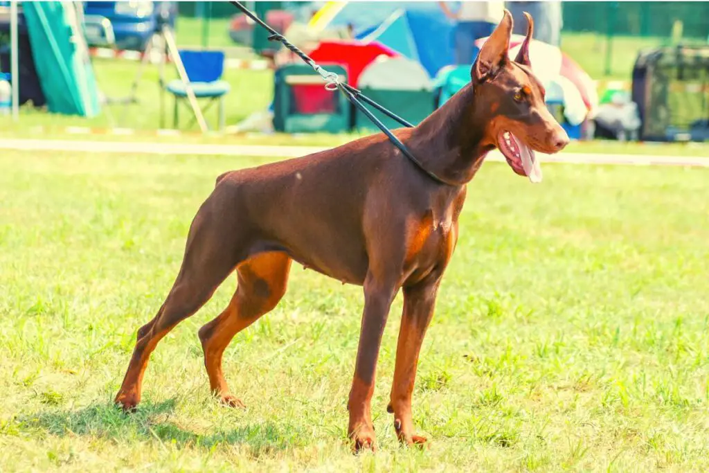 Perro de la raza Dobermann de color marrón