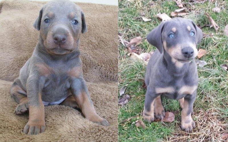 que es un doberman azul