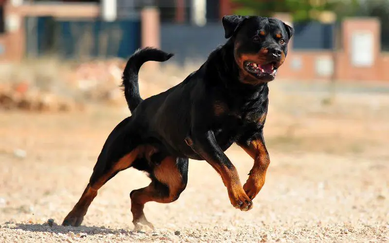 Características físicas: Doberman vs Rottweiler