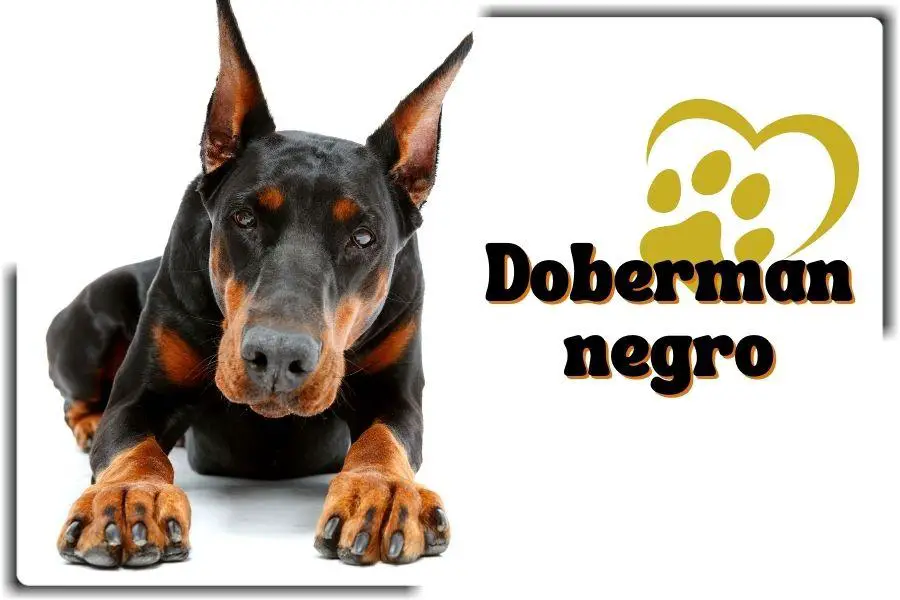 Doberman negro