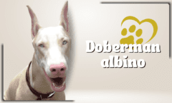 Doberman blanco o albino