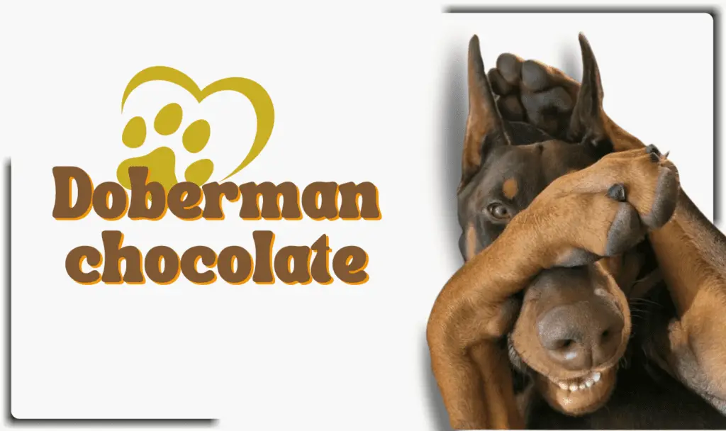 Doberman marrón un color que transmite mucha fuerza y carácter