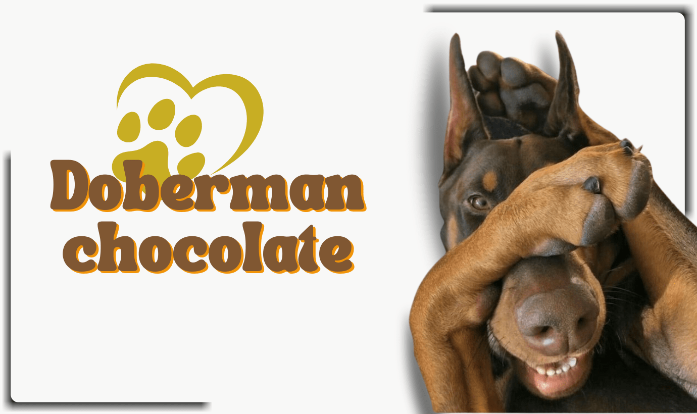 Doberman marrón un color que transmite mucha fuerza y carácter