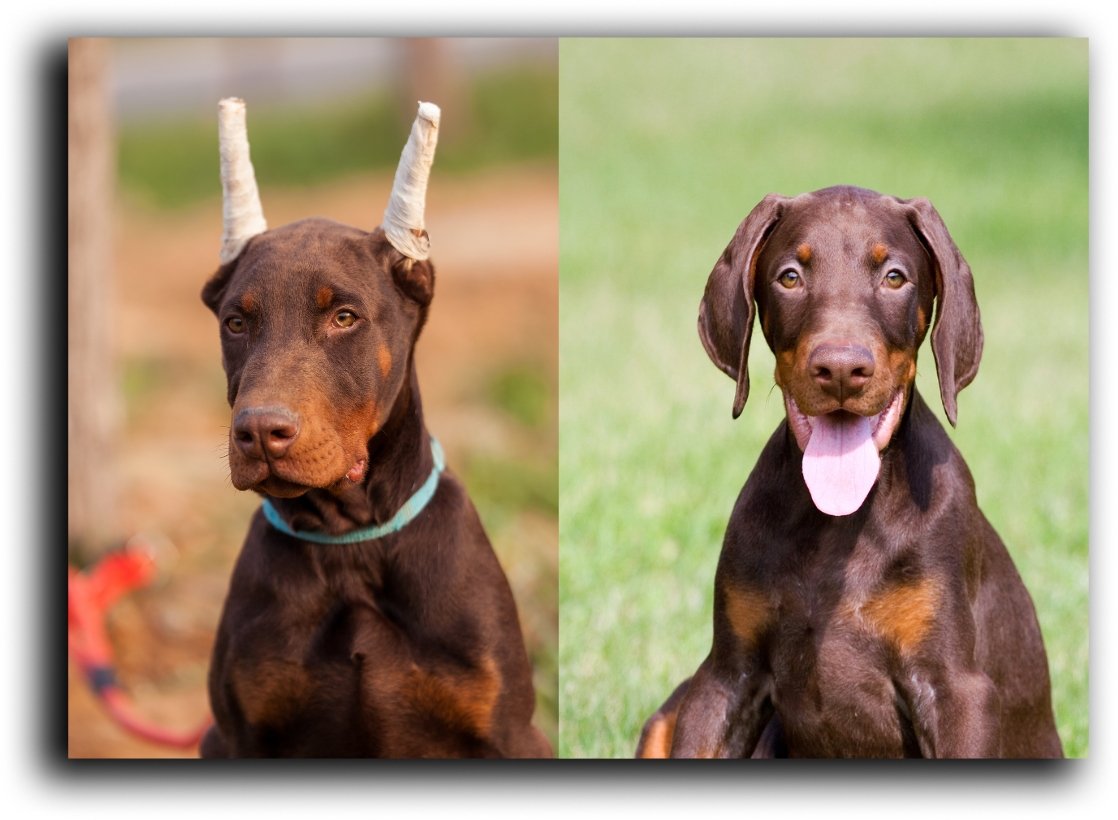 comparación de cachorros de doberman con orejas paradas y caídas naturales