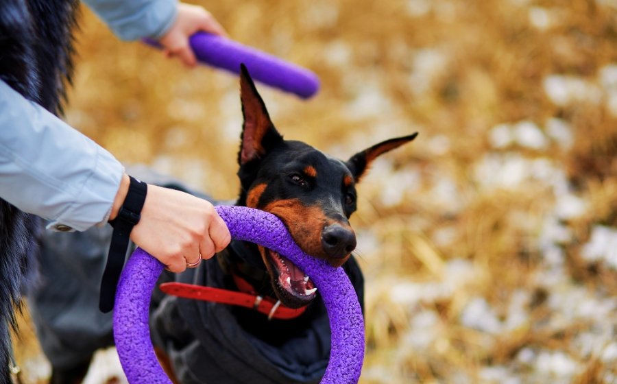 adiestramiento doberman