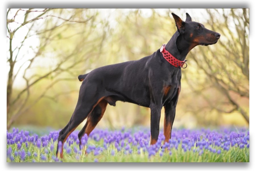 doberman línea americana