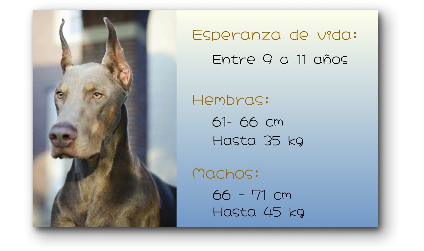 doberman azul blue adulto