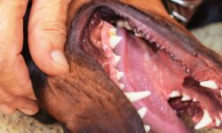 hepatitis crónica en perros y en Doberman