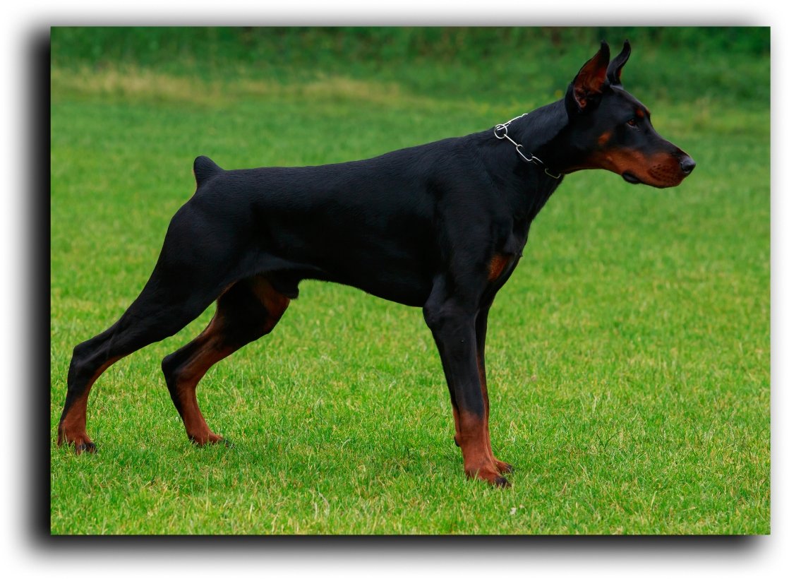 Doberman con orejas y  rabo amputados