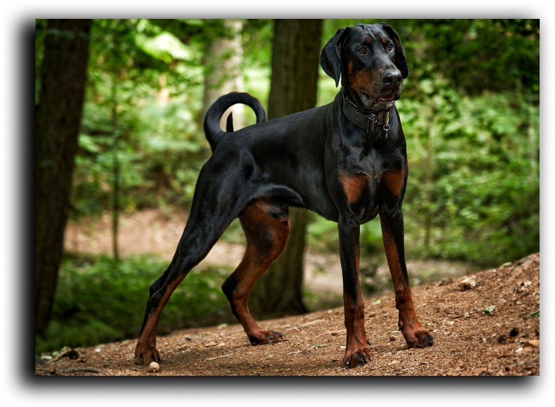 doberman con orejas largas y rabo