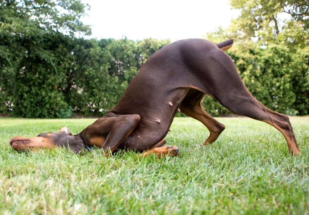 Doberman que parece que sufre torsión gástrica de perros